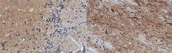 MAP-2 Rabbit anti-Rat, Polyclonal, MilliporeSigma 100&mu;g; Unlabeled:Antibodies,